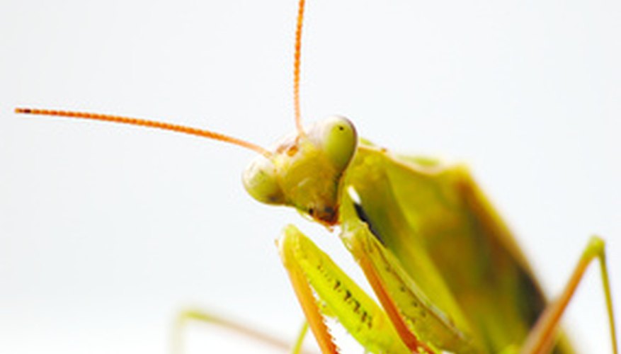 Photo Credit: praying mantis image by sasha from <a href='http://www.fotolia.com'>Fotolia.com</a>