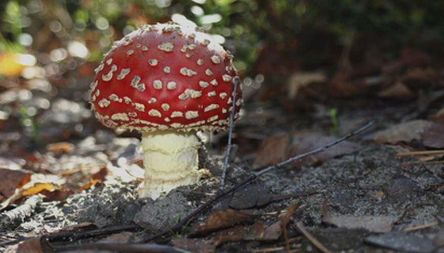 Photo Credit: mushroom(amanita muscaria) image by Tomasz Kubis from <a href='http://www.fotolia.com'>Fotolia.com</a> Poisonous amanita mushrooms grow in South Carolina.