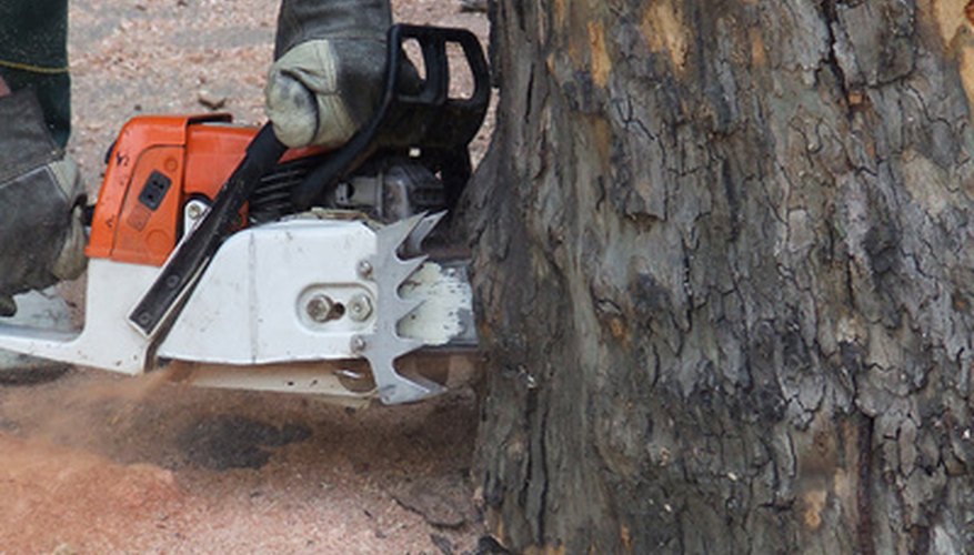 Notch the mesquite trunk in the direction you want the tree to fall. Notch the mesquite trunk in the direction you want the tree to fall.