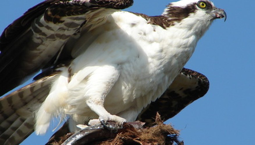 fishing birds of prey