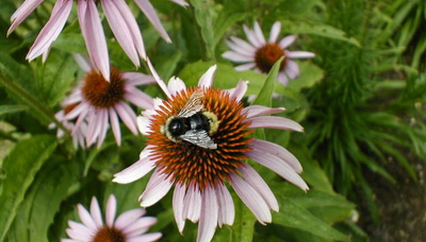 Photo Credit: bee image by Andy Sears from <a href='http://www.fotolia.com'>Fotolia.com</a> Honeybee gathering nectar