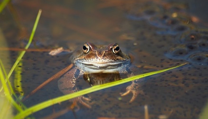 Photo Credit: frog image by Furan from <a href='http://www.fotolia.com'>Fotolia.com</a> Many frogs must lay their eggs in water.
