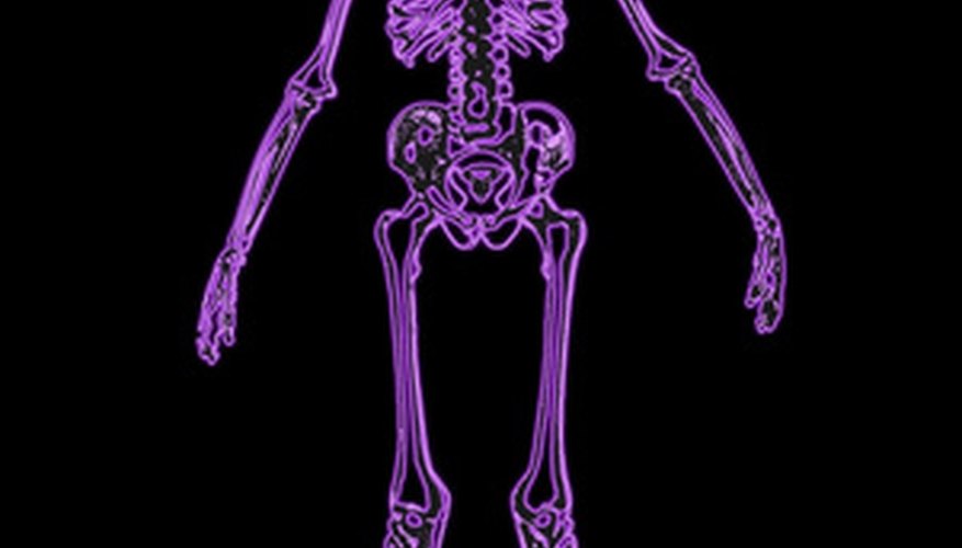 Photo Credit: bone 3 image by chrisharvey from <a href='http://www.fotolia.com'>Fotolia.com</a> Human skeleton