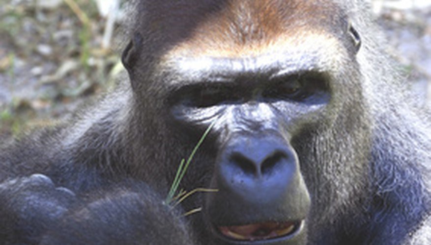 silverback gorilla lifespan silverback gorilla lifespan