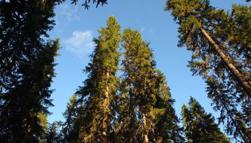 Photo Credit: pine-tree image by Maxim Prikhodko from <a href='http://www.fotolia.com'>Fotolia.com</a> All pinewood comes from tall pine trees like these.