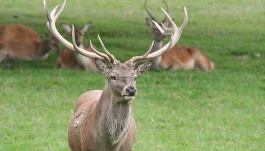 why do deer get velvet on their horns? sciencing