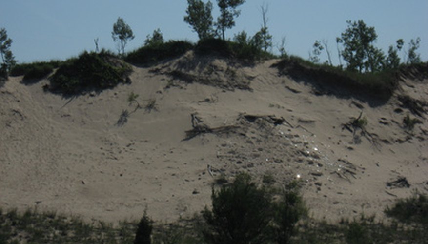 Photo Credit: Dunes on Lake Michigan shore NW INdiana image by Steve Johnson from <a href='http://www.fotolia.com'>Fotolia.com</a> Plantlife in Indiana Dunes National Lakeshore thrive off Lake Michigan's aquatic ecosystem.