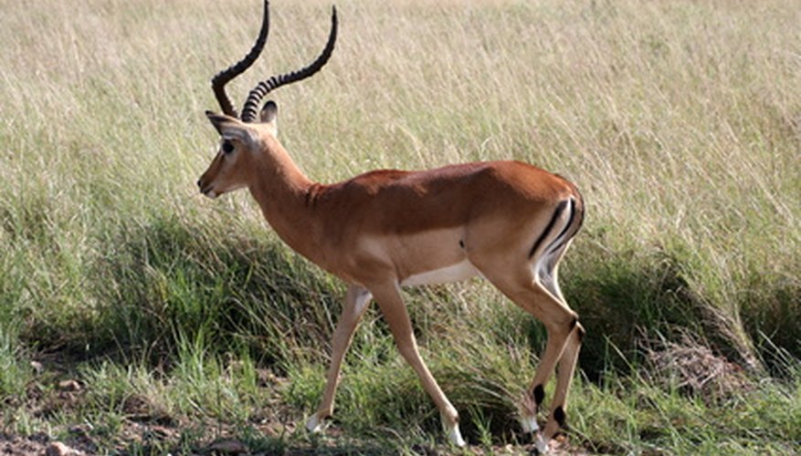 Photo Credit: Gazelle image by Pushpangadan from <a href='http://www.fotolia.com'>Fotolia.com</a> The gazelle family contains many members, including the dama gazelle