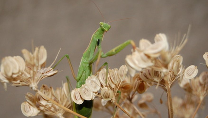 Photo Credit: Praying mantis image by Kiraly Zoltan from <a href='http://www.fotolia.com'>Fotolia.com</a>