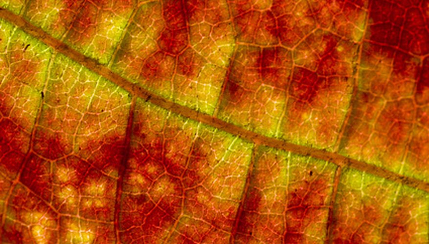 Photo Credit: foglia image by Pinosub from <a href='http://www.fotolia.com'>Fotolia.com</a> A brochure about cell biology is a creative way for students to demonstrate their understanding of cell structure.