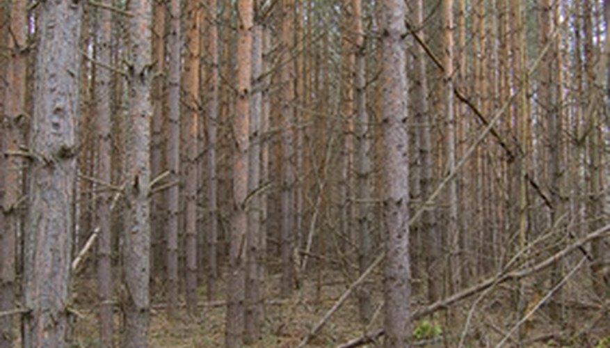 Conceptual construction estimates look at the forest, not the trees. Conceptual construction estimates look at the forest, not the trees.