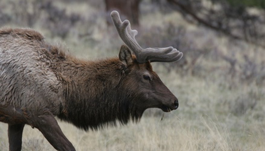 Elk Hunting in Georgia