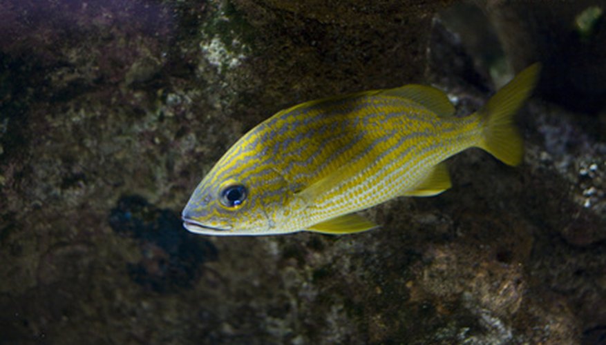 Photo Credit: fish image by cherie from <a href='http://www.fotolia.com'>Fotolia.com</a> All fish reproduce sexually.