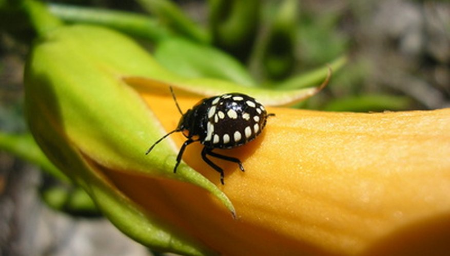 Photo Credit: Nature image by Gautier Willaume from <a href='http://www.fotolia.com'>Fotolia.com</a> Organizing a nature scavenger hunt can get teens interested in nature.