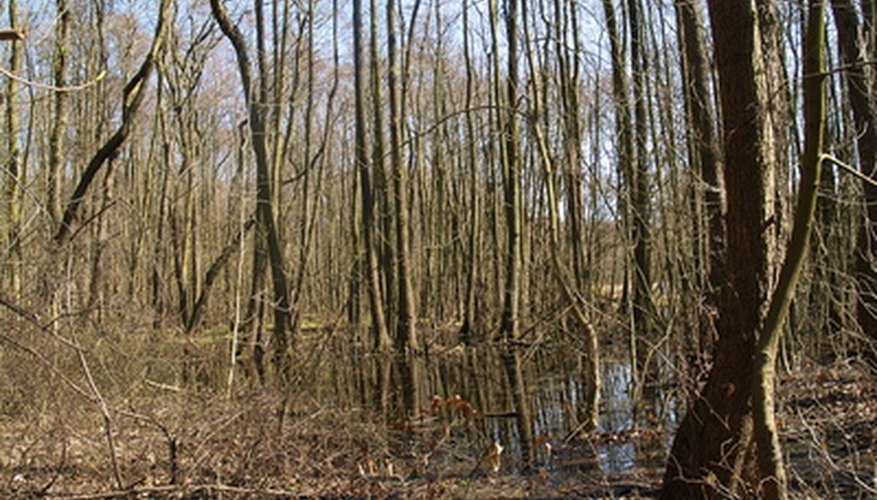A small swamp A small swamp