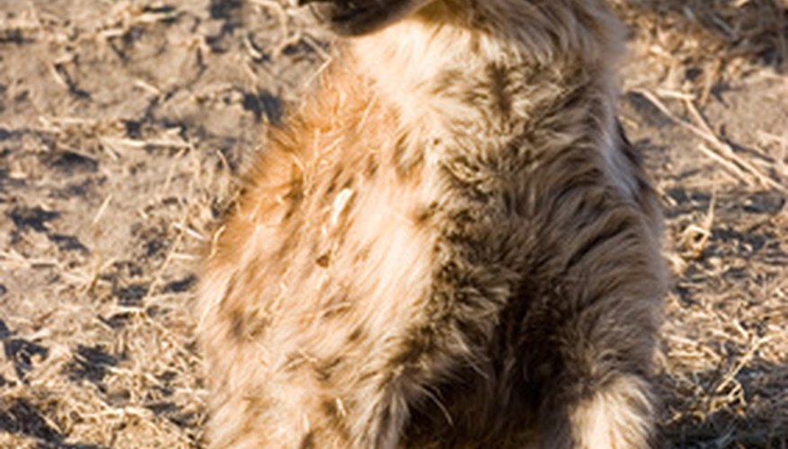 Photo Credit: hyena cub image by TEMISTOCLE LUCARELLI from <a href='http://www.fotolia.com'>Fotolia.com</a> Striped hyenas resemble large dogs