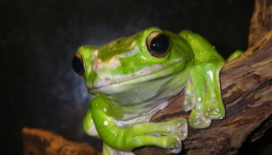 Photo Credit: tree frog 2 image by yaros from <a href='http://www.fotolia.com'>Fotolia.com</a> Tree frogs are part of a rain forest ecosystem.