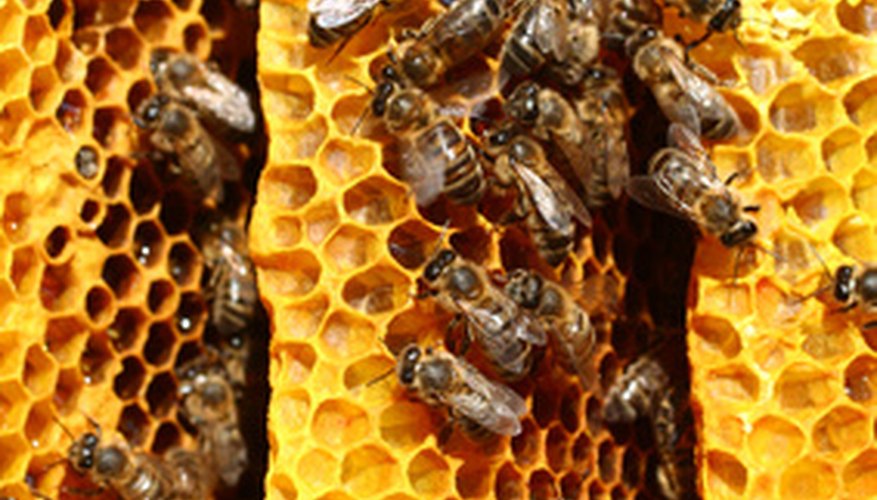 Photo Credit: rayons image by Claudio Calcagno from <a href='http://www.fotolia.com'>Fotolia.com</a> Bee use propolis to patch small gaps in their hives.