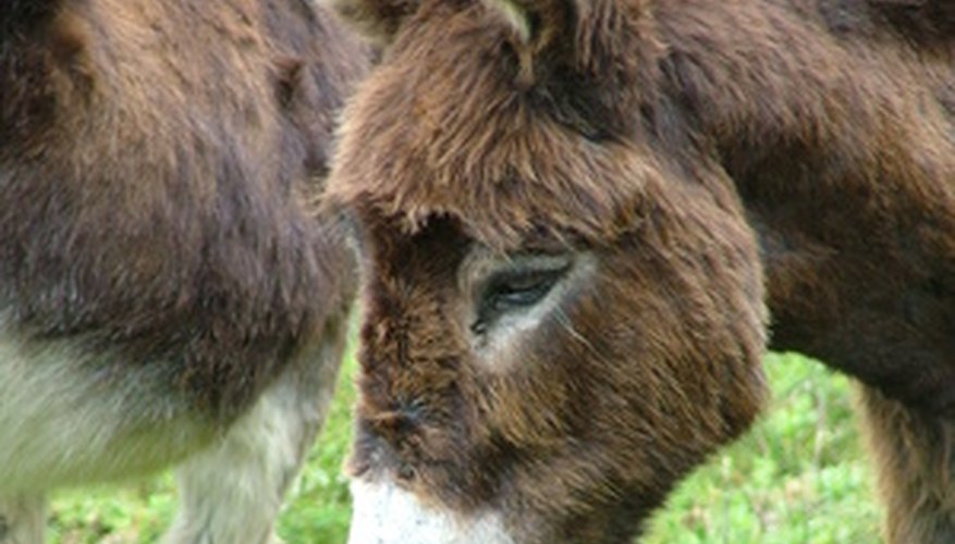 How to Paint a Donkey Face | HomeSteady