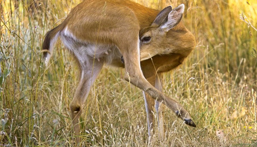 Photo Credit: reh image by Klaus Rademaker from <a href='http://www.fotolia.com'>Fotolia.com</a> Deer scratching a tick