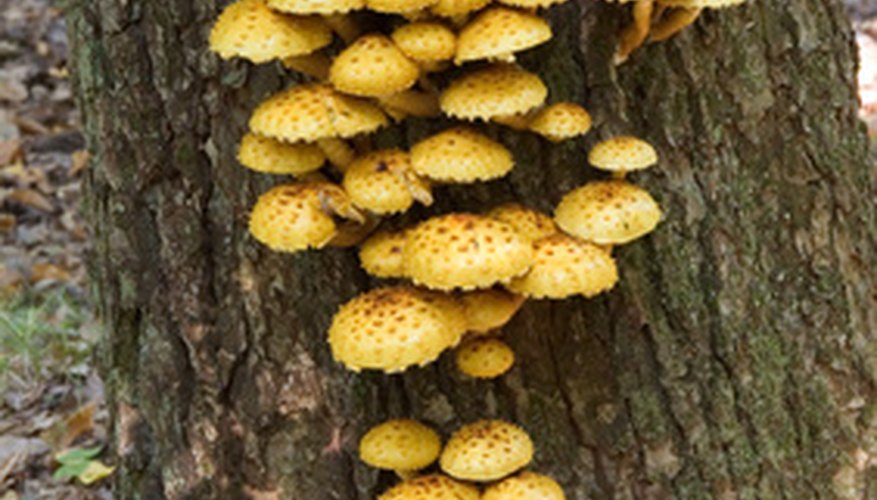 Photo Credit: tree fungus golden scalycap (pholiota aurivella) image by Aleksander Bolbot from <a href='http://www.fotolia.com'>Fotolia.com</a>