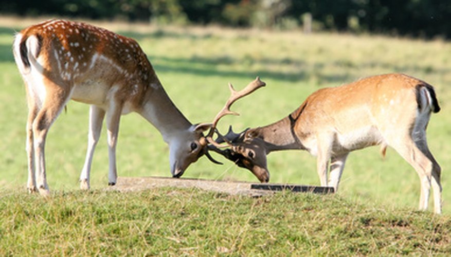 Photo Credit: Fallow Deer Training image by MLA Photography from <a href='http://www.fotolia.com'>Fotolia.com</a> Bucks can get hopelessly interlocked during combat and die of starvation.