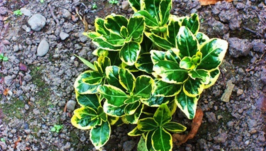 Photo Credit: Plant image by Hedgehog from <a href='http://www.fotolia.com'>Fotolia.com</a> What Is the End Product of Photosynthesis