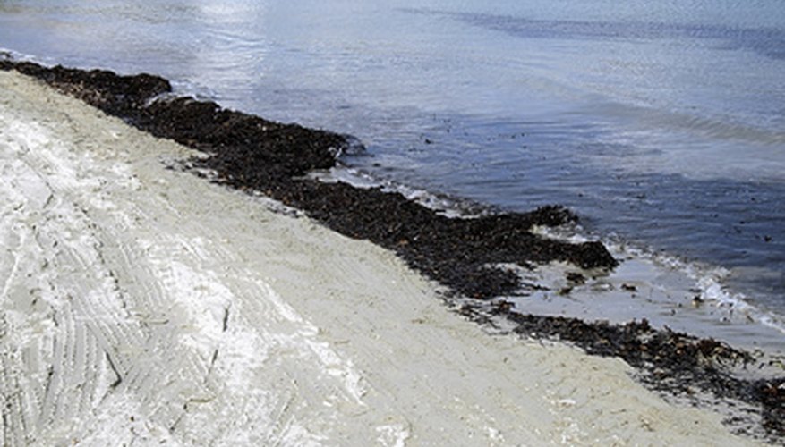 Photo Credit: seaweed ashore image by FotoWorx from <a href='http://www.fotolia.com'>Fotolia.com</a> Seaweed washed ashore has been used as fertilizer for centuries.