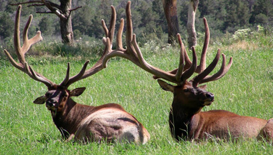 How to Hunt Elk in Craig, Colorado