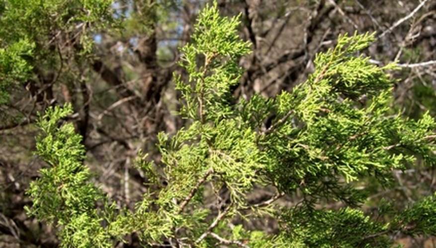 Photo Credit: tree image by Dave from <a href='http://www.fotolia.com'>Fotolia.com</a> The Lone Star State has more than 60 million acres of forests.