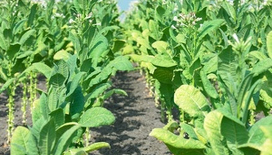 Photo Credit: tobacco plants image by OMKAR A.V from <a href='http://www.fotolia.com'>Fotolia.com</a> American Tobacco emerged as a giant in the first wave of consolidation.