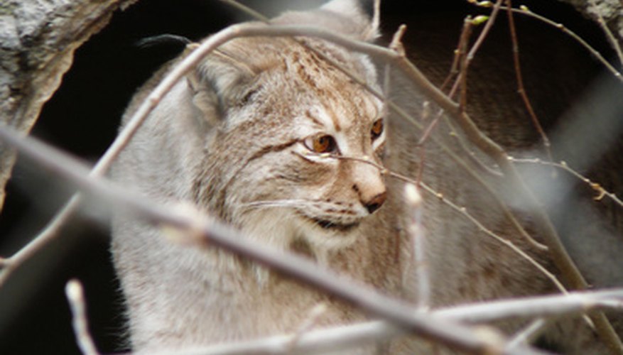 Photo Credit: bobcat spring image by Kolett from <a href='http://www.fotolia.com'>Fotolia.com</a> Bobcat tracks are similar to coyote tracks.