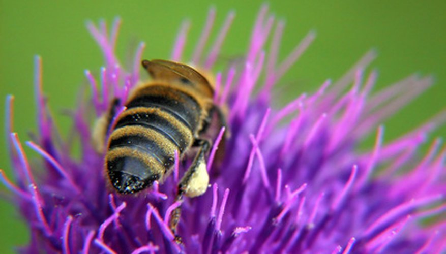 Photo Credit: bee on purple flower with pollen on leg image by .shock from <a href='http://www.fotolia.com'>Fotolia.com</a> Insects collect pollen as they travel.