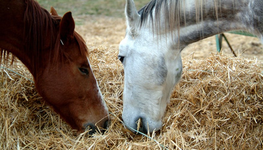 millets equestrian