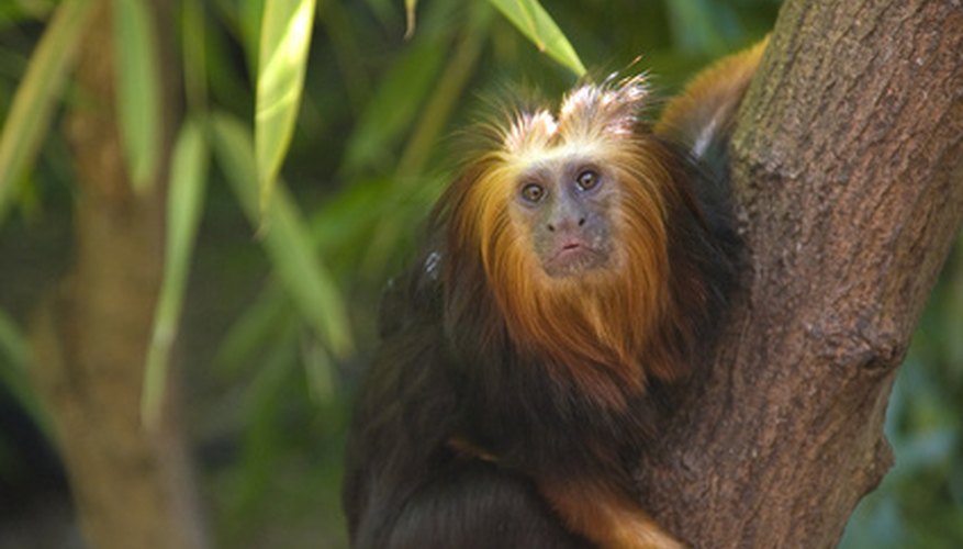 Photo Credit: Golden-headed Lion Tamarin, Colchester Zoo image by Rilasata from <a href='http://www.fotolia.com'>Fotolia.com</a> A monkey can use its tree-climbing skills to avoid predators.