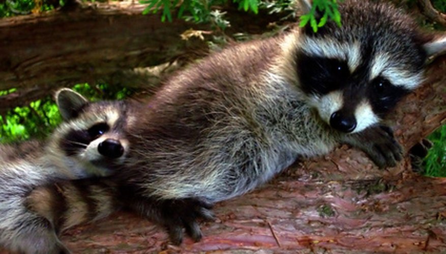 Photo Credit: racoons image by Danuta Kania from <a href='http://www.fotolia.com'>Fotolia.com</a> Raccoons often nest in tree cavities in woodlands.
