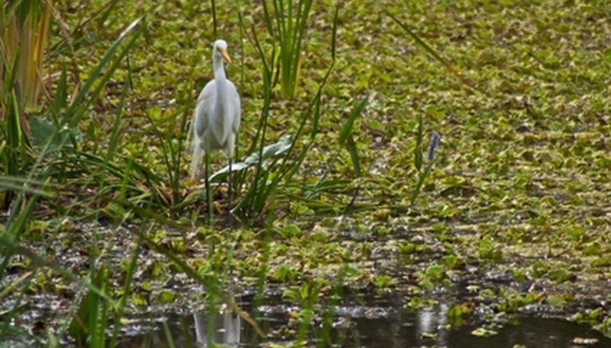 A typical site on the marsh A typical site on the marsh