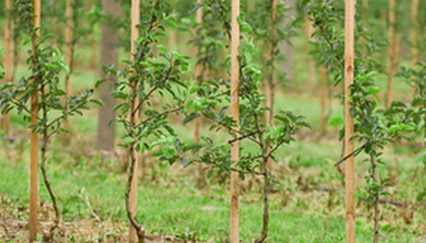 self pollinating dwarf fruit trees