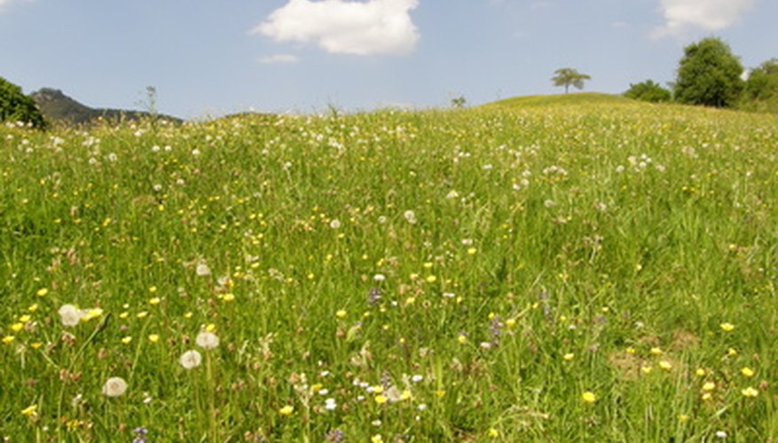 Photo Credit: prairie 2 image by John Maldoror from <a href='http://www.fotolia.com'>Fotolia.com</a> Open prairies are nature's breadbasket.