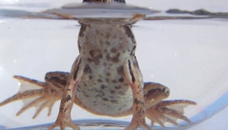 Photo Credit: amphibia 6 image by Omely from <a href='http://www.fotolia.com'>Fotolia.com</a> Frogs are sometimes used to determine LC50 of chemicals in water.