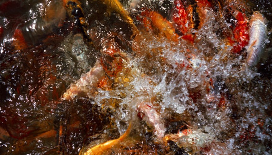 Photo Credit: koi carp image by Christopher Dodge from <a href='http://www.fotolia.com'>Fotolia.com</a> Flock spawning presents some amount of risk to the fish.