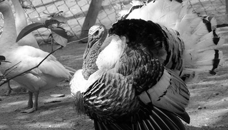 how-to-clean-turkey-feathers-homesteady