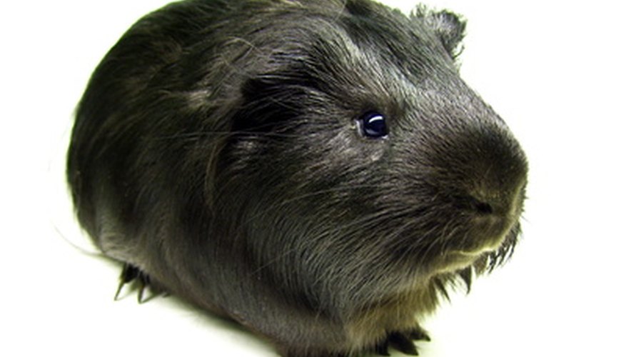 Photo Credit: guinea-pig image by Danil Kashirskj from <a href='http://www.fotolia.com'>Fotolia.com</a> Phoberomys, a giant rodent