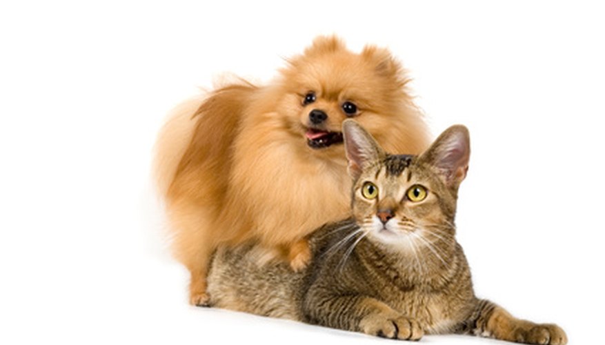 Photo Credit: The spitz-dog and cat on a neutral background image by Ulf from <a href='http://www.fotolia.com'>Fotolia.com</a> Ticks and fleas are a common problem for both dogs and cats.