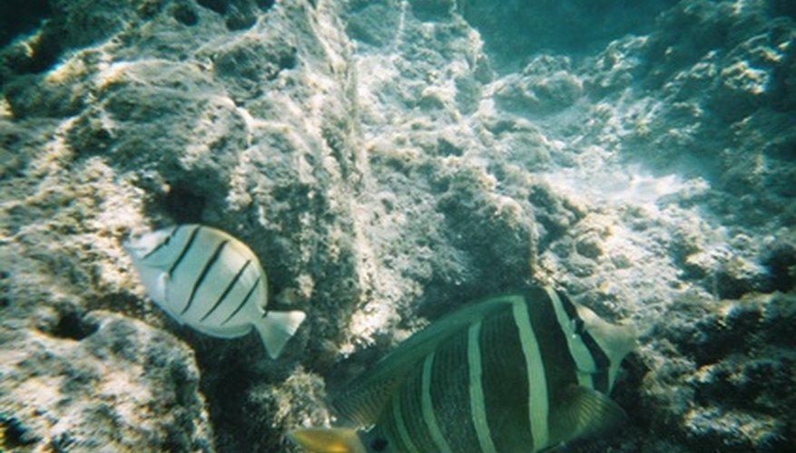 The Best Places for Shore Fishing in Oahu