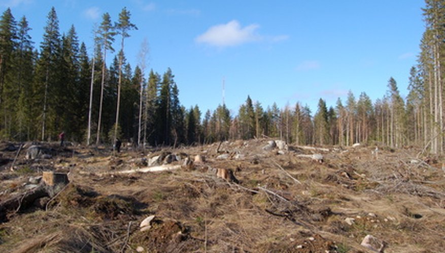Photo Credit: logging area image by Anton Chernenko from <a href='http://www.fotolia.com'>Fotolia.com</a> A forest, after it has been logged