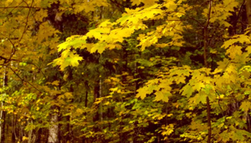 Photo Credit: autumn image by voven from <a href='http://www.fotolia.com'>Fotolia.com</a> Temperate regions are home to fantastic color displays as seasons change.