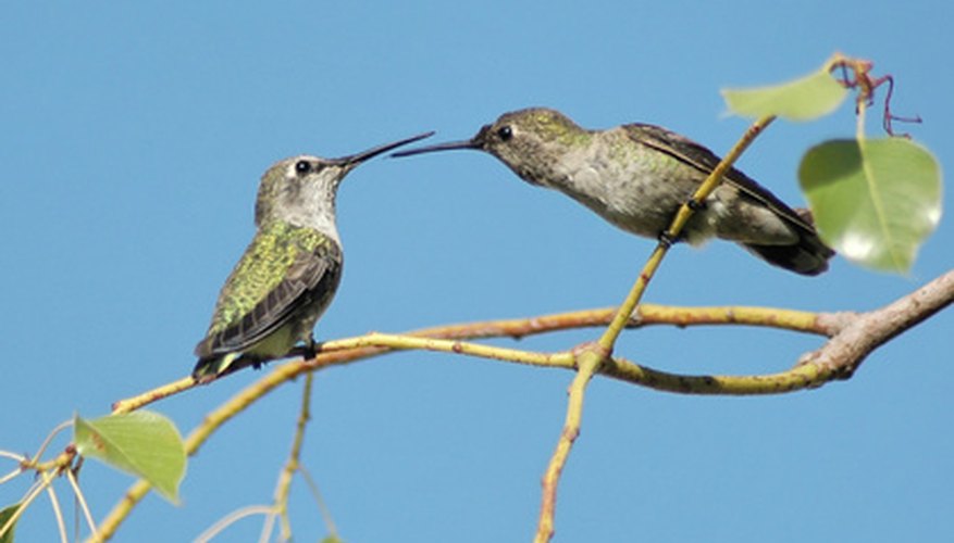 Photo Credit: two hummingbirds on branches image by Clarence Alford from <a href='http://www.fotolia.com'>Fotolia.com</a> After mating, female hummingbirds raise hatchlings alone