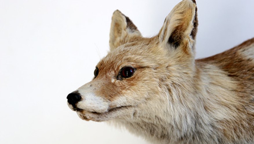 Photo Credit: fox image by jeancliclac from <a href='http://www.fotolia.com'>Fotolia.com</a> The gray fox is often seen in Tennessee's high elevation ecosystems.