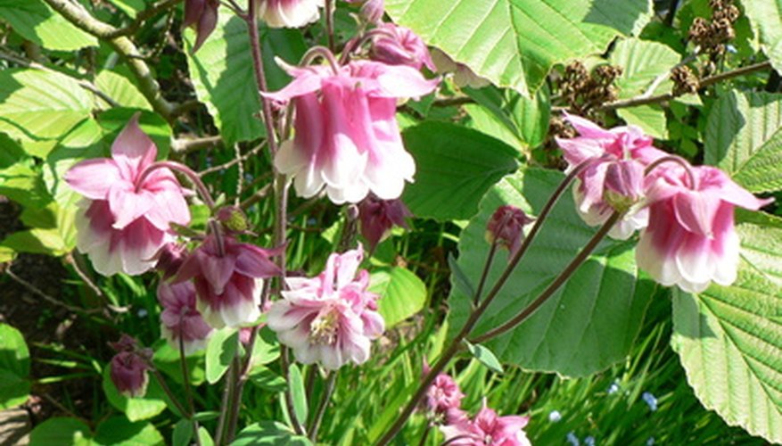 Photo Credit: aquilega image by Alison Bowden from <a href='http://www.fotolia.com'>Fotolia.com</a> Flowering plants are not only visually stunning, but provide food, water and shelter for a vast variety of organisms.